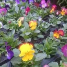 Entreprises 2 image HOTZ GÄRTNEREI AG Gartengeräte, Landgeräte Einzelhandel dans Würenlos AG