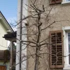 Immagine 7 azienda HUBER EMIL AG Land-/Forstwirtschaft/Fischerei in Wohlen Ag AG