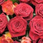 Immagine 16 azienda HUBER EMIL AG Land-/Forstwirtschaft/Fischerei in Wohlen Ag AG