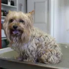 Entreprises 1 image HUNDESALON DANY Tiersalons dans St. Gallen SG
