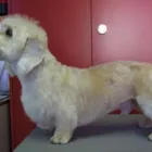 Entreprises 4 image HUNDESALON DANY Tiersalons dans St. Gallen SG