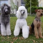 Entreprises 4 image HUNDESALON HAPPYPARADISE Tiersalons dans Beringen SH