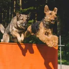 Entreprises 5 image HUNDESALON HAPPYPARADISE Tiersalons dans Beringen SH