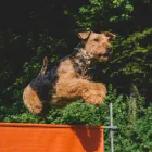 Entreprises 1 image HUNDESALON HAPPYPARADISE Tiersalons dans Beringen SH