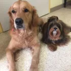 Unternehmen 6 Bild HUNDESALON MARA LIESTAL BASELLNAD Tiersalons am Liestal BL