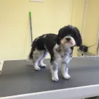 Unternehmen 1 Bild HUNDESALON MARA LIESTAL BASELLNAD Tiersalons am Liestal BL