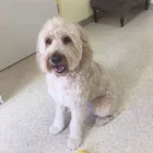 Unternehmen 5 Bild HUNDESALON MARA LIESTAL BASELLNAD Tiersalons am Liestal BL