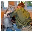 Immagine 6 azienda HUNDESALON SKY-DOG Tiersalons in Dulliken SO