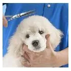 Immagine 7 azienda HUNDESALON SKY-DOG Tiersalons in Dulliken SO