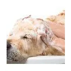 Immagine 1 azienda HUNDESALON SKY-DOG Tiersalons in Dulliken SO