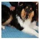 Immagine 3 azienda HUNDESALON SKY-DOG Tiersalons in Dulliken SO