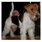 Immagine 4 azienda HUNDESALON SKY-DOG Tiersalons in Dulliken SO