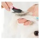 Immagine 5 azienda HUNDESALON SKY-DOG Tiersalons in Dulliken SO