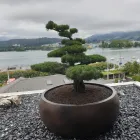 Immagine 3 azienda JOSEF BURRI GARTENBAU AG Land-/Forstwirtschaft/Fischerei in Obernau LU