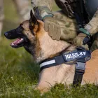 Immagine 1 azienda K9 SCHWEIZ GMBH Vereine/Verbände/Organisationen in Grenchen SO