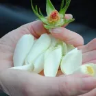 Entreprises 6 image KINDERKREBSHILFE SCHWEIZ Vereine/Verbände/Organisationen dans Olten SO