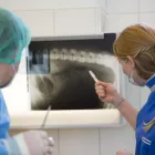 Immagine 4 azienda KLEINTIERPRAXIS LAUPENECK GMBH Ärzte in Bern BE