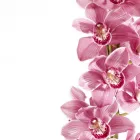 Immagine 4 azienda LE FLEURISTE.CH GMBH Garten/Pflanzen in Zurich ZH