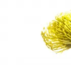 Immagine 1 azienda LE FLEURISTE.CH GMBH Garten/Pflanzen in Zurich ZH