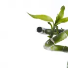 Immagine 2 azienda LE FLEURISTE.CH GMBH Garten/Pflanzen in Zurich ZH