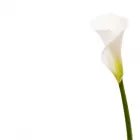 Immagine 3 azienda LE FLEURISTE.CH GMBH Garten/Pflanzen in Zurich ZH