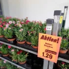 Immagine 2 azienda LIDL SCHWEIZ Textil/Bekleidung in Sursee LU