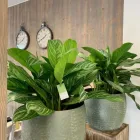 Immagine 11 azienda LINDER BLATT + BLÜTE Garten/Pflanzen in Gränichen AG