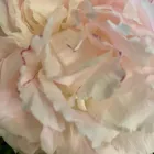 Immagine 1 azienda LINDER BLATT + BLÜTE Garten/Pflanzen in Gränichen AG