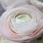 Immagine 1 azienda LINDER BLATT + BLÜTE Garten/Pflanzen in Gränichen AG