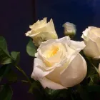 Immagine 4 azienda LINDER BLATT + BLÜTE Garten/Pflanzen in Gränichen AG