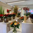 Immagine 6 azienda LINDER BLATT + BLÜTE Garten/Pflanzen in Gränichen AG