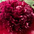 Immagine 7 azienda LINDER BLATT + BLÜTE Garten/Pflanzen in Gränichen AG