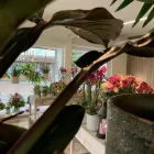 Immagine 6 azienda LINDER BLATT + BLÜTE Garten/Pflanzen in Gränichen AG