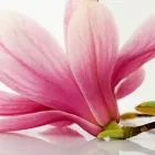 Entreprises 5 image LISA BÖSCH Maniküresalons dans St. Gallen SG