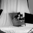 Unternehmen 2 Bild MAYA'S PET SHOP GMBH Zoohandlungen am Eschlikon Tg TG