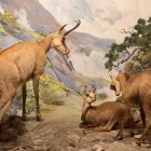 Entreprises 8 image NATURHISTORISCHES MUSEUM BERN Veranstaltungen/Messen dans Bern BE