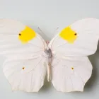 Entreprises 13 image NATURHISTORISCHES MUSEUM BERN Veranstaltungen/Messen dans Bern BE