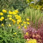 Entreprises 2 image PETER MEIER GARTENBAU AG Land-/Forstwirtschaft/Fischerei dans Jona SG