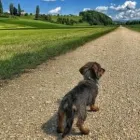 Entreprises 1 image PETER TREIER - HUND UND NATUR Büroserviceunternehmen dans Aesch BL