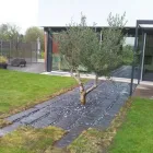 Entreprises 4 image PFLANZEN UND GARTENPFLEGE Land-/Forstwirtschaft/Fischerei dans Unterlunkhofen AG