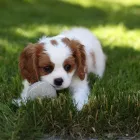 Entreprises 2 image PUWO HUNDEBETREUUNG GMBH Zoohandlungen dans Binningen BL