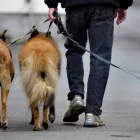 Entreprises 1 image PUWO HUNDEBETREUUNG GMBH Zoohandlungen dans Binningen BL