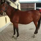 Unternehmen 2 Bild RUEDI BLUMER HUFSCHMIED Tiermarkt am Buchs SG