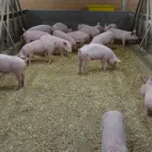 Immagine 4 azienda SCHENKERHOF Obstbauunternehmen in Däniken SO