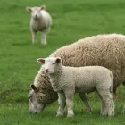 Immagine 1 azienda SCHENKERHOF Obstbauunternehmen in Däniken SO