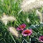Unternehmen 1 Bild SCHEUNER GARTENBAU AG Land-/Forstwirtschaft/Fischerei am Bern BE