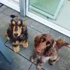 Immagine 1 azienda STEFFIE'S HUNDESALON Tiersalons in Eschlikon (Hurnen) TG