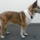 Immagine 5 azienda STEFFIE'S HUNDESALON Tiersalons in Eschlikon (Hurnen) TG