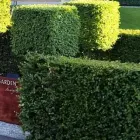 Immagine 3 azienda SWISS GARDEN DESIGN GMBH Land-/Forstwirtschaft/Fischerei in Spiez BE