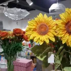 Entreprises 4 image THE STORE Zoohandlungen dans Lugano TI